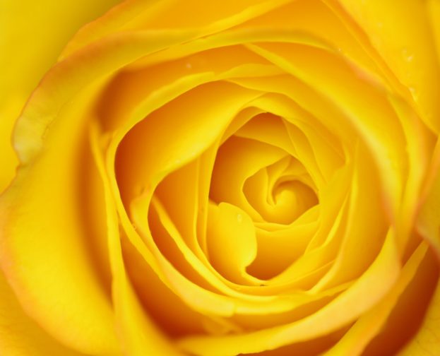 ورد أصفر صافي يدل على الحب والجمال والهدوء - صور ورد وزهور Rose Flower images